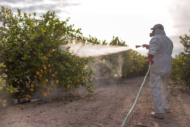 Best Affordable Pest Control Services  in Mauriceville, TX